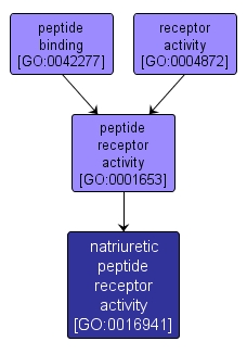 GO:0016941 - natriuretic peptide receptor activity (interactive image map)