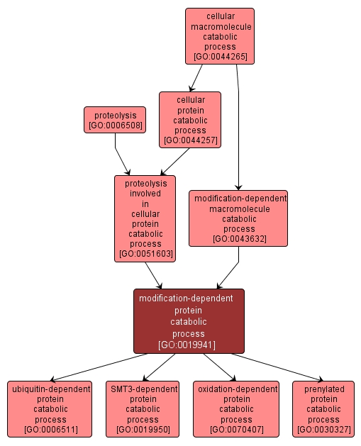 GO:0019941 - modification-dependent protein catabolic process (interactive image map)