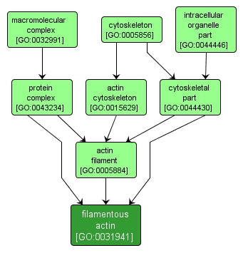 GO:0031941 - filamentous actin (interactive image map)