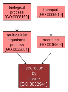 GO:0032941 - secretion by tissue (interactive image map)