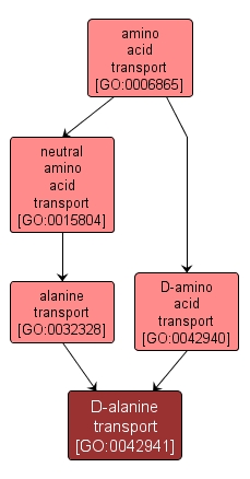 GO:0042941 - D-alanine transport (interactive image map)
