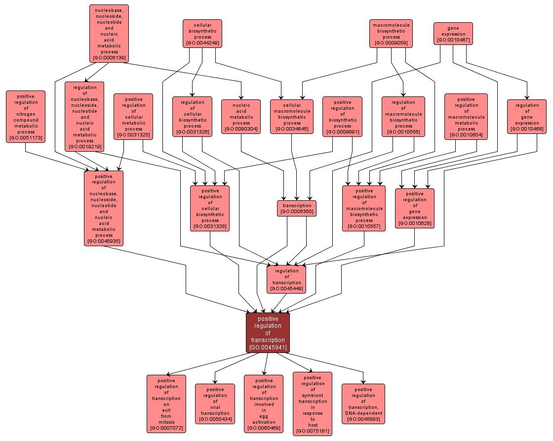 GO:0045941 - positive regulation of transcription (interactive image map)