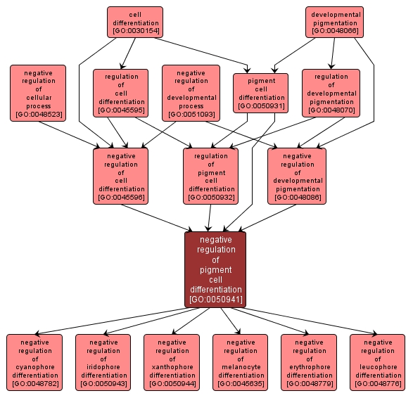 GO:0050941 - negative regulation of pigment cell differentiation (interactive image map)