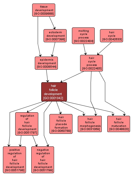 GO:0001942 - hair follicle development (interactive image map)