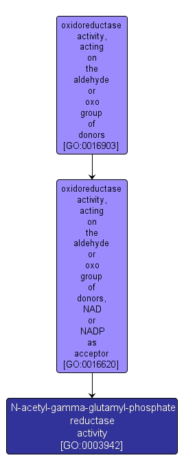 GO:0003942 - N-acetyl-gamma-glutamyl-phosphate reductase activity (interactive image map)