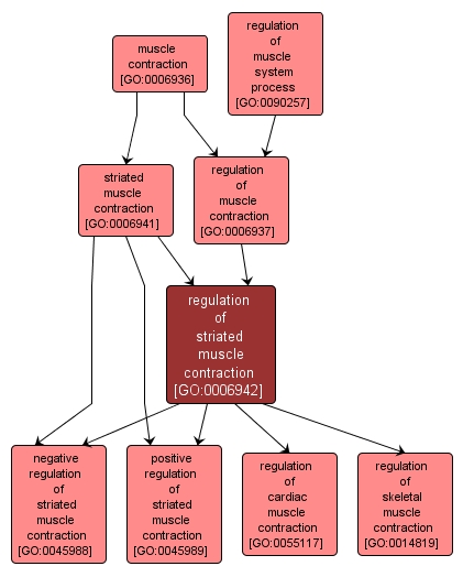 GO:0006942 - regulation of striated muscle contraction (interactive image map)