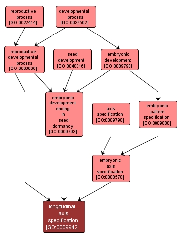 GO:0009942 - longitudinal axis specification (interactive image map)