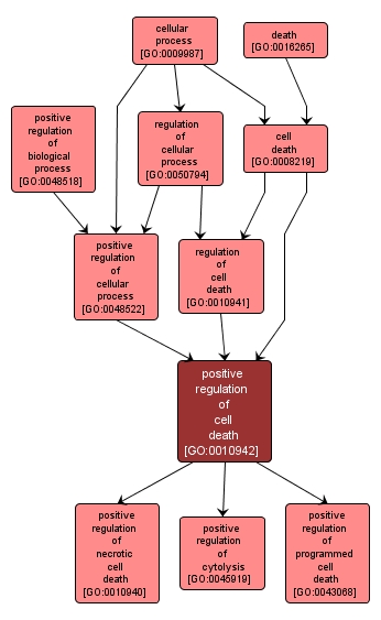 GO:0010942 - positive regulation of cell death (interactive image map)