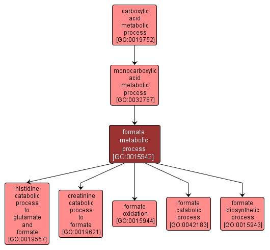 GO:0015942 - formate metabolic process (interactive image map)