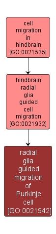 GO:0021942 - radial glia guided migration of Purkinje cell (interactive image map)