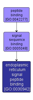 GO:0030942 - endoplasmic reticulum signal peptide binding (interactive image map)