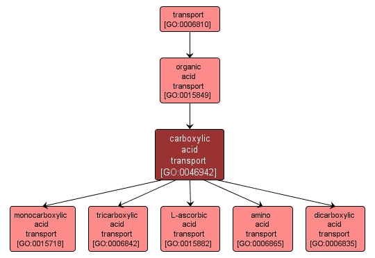 GO:0046942 - carboxylic acid transport (interactive image map)