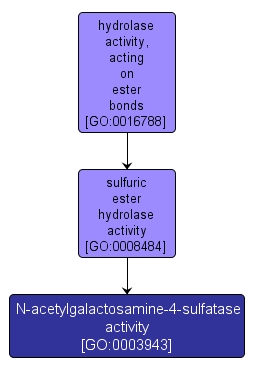 GO:0003943 - N-acetylgalactosamine-4-sulfatase activity (interactive image map)
