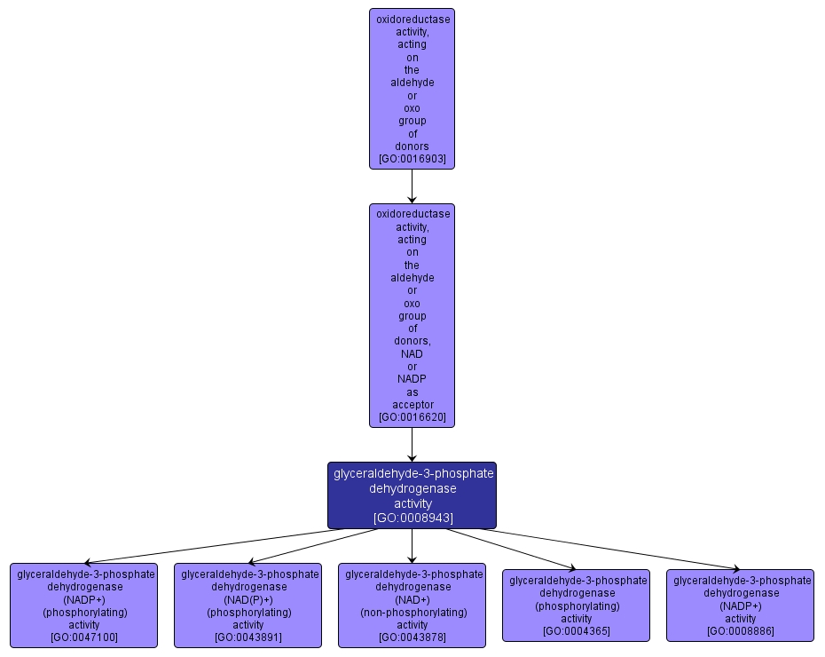 GO:0008943 - glyceraldehyde-3-phosphate dehydrogenase activity (interactive image map)