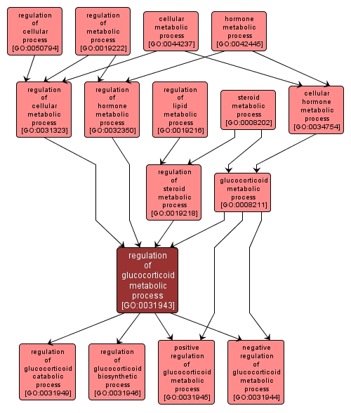 GO:0031943 - regulation of glucocorticoid metabolic process (interactive image map)