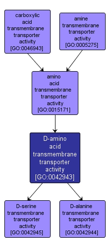 GO:0042943 - D-amino acid transmembrane transporter activity (interactive image map)
