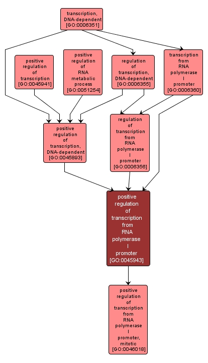 GO:0045943 - positive regulation of transcription from RNA polymerase I promoter (interactive image map)