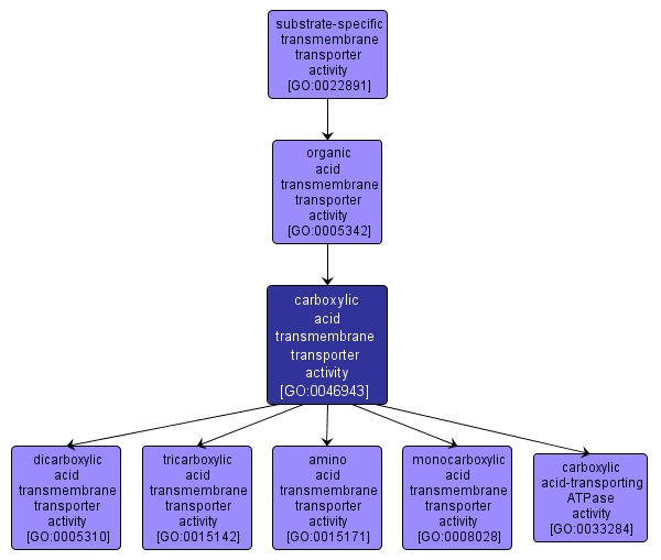 GO:0046943 - carboxylic acid transmembrane transporter activity (interactive image map)