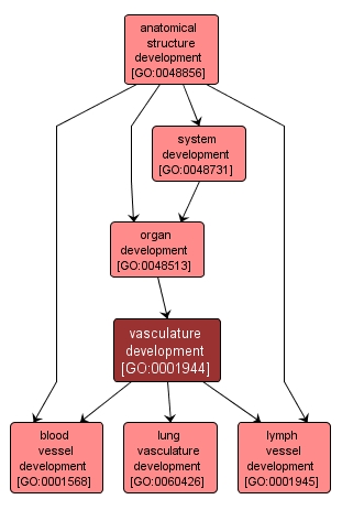 GO:0001944 - vasculature development (interactive image map)