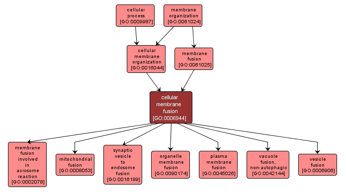 GO:0006944 - cellular membrane fusion (interactive image map)