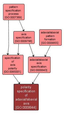 GO:0009944 - polarity specification of adaxial/abaxial axis (interactive image map)