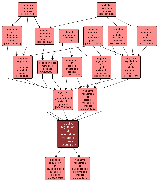 GO:0031944 - negative regulation of glucocorticoid metabolic process (interactive image map)