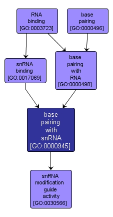 GO:0000945 - base pairing with snRNA (interactive image map)