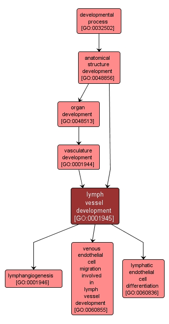 GO:0001945 - lymph vessel development (interactive image map)