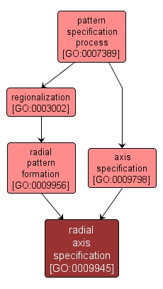 GO:0009945 - radial axis specification (interactive image map)