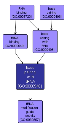 GO:0000946 - base pairing with tRNA (interactive image map)