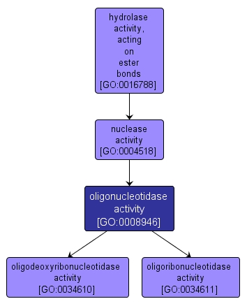 GO:0008946 - oligonucleotidase activity (interactive image map)