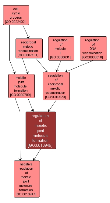 GO:0010946 - regulation of meiotic joint molecule formation (interactive image map)