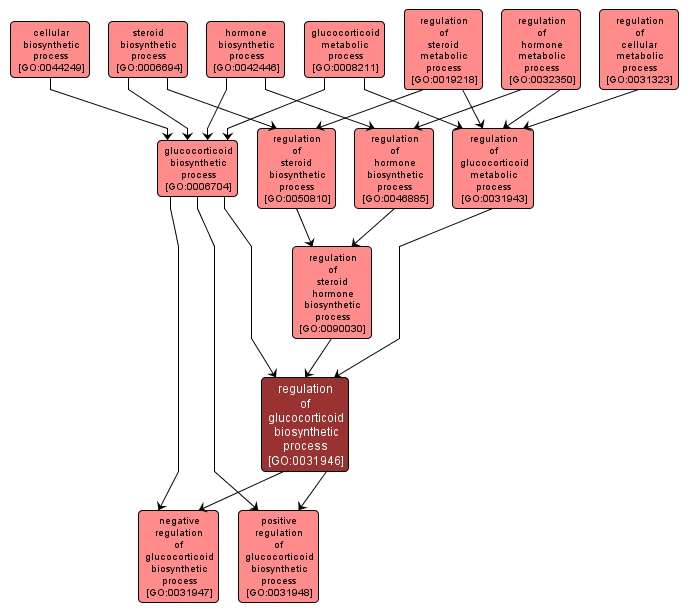 GO:0031946 - regulation of glucocorticoid biosynthetic process (interactive image map)