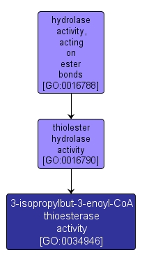 GO:0034946 - 3-isopropylbut-3-enoyl-CoA thioesterase activity (interactive image map)