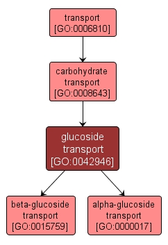 GO:0042946 - glucoside transport (interactive image map)