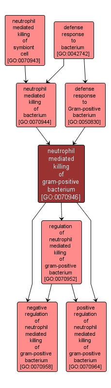 GO:0070946 - neutrophil mediated killing of gram-positive bacterium (interactive image map)