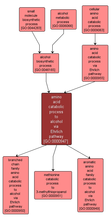 GO:0000947 - amino acid catabolic process to alcohol via Ehrlich pathway (interactive image map)