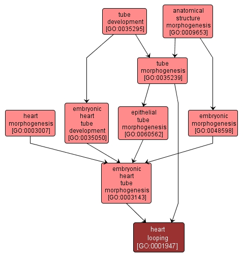 GO:0001947 - heart looping (interactive image map)