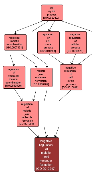 GO:0010947 - negative regulation of meiotic joint molecule formation (interactive image map)