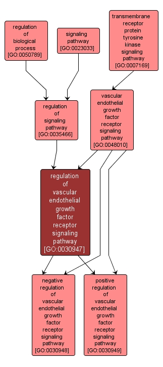 GO:0030947 - regulation of vascular endothelial growth factor receptor signaling pathway (interactive image map)