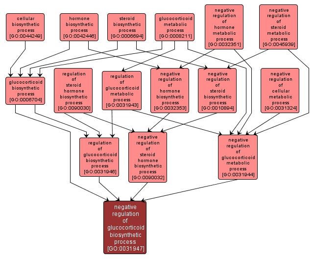 GO:0031947 - negative regulation of glucocorticoid biosynthetic process (interactive image map)