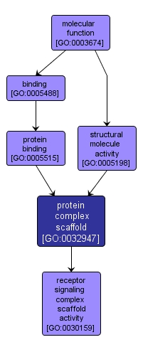 GO:0032947 - protein complex scaffold (interactive image map)