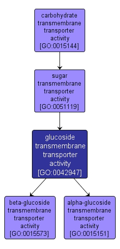 GO:0042947 - glucoside transmembrane transporter activity (interactive image map)