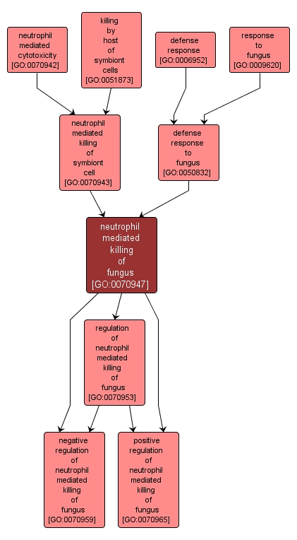 GO:0070947 - neutrophil mediated killing of fungus (interactive image map)