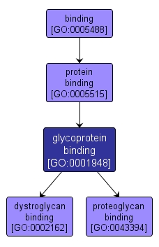 GO:0001948 - glycoprotein binding (interactive image map)