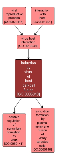 GO:0006948 - induction by virus of host cell-cell fusion (interactive image map)
