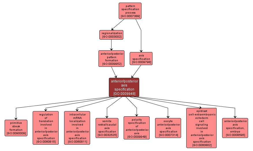 GO:0009948 - anterior/posterior axis specification (interactive image map)