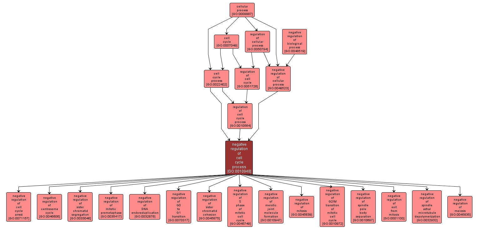 GO:0010948 - negative regulation of cell cycle process (interactive image map)