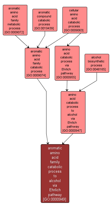 GO:0000949 - aromatic amino acid family catabolic process to alcohol via Ehrlich pathway (interactive image map)