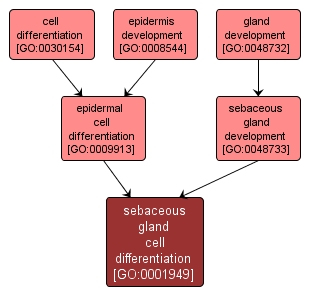 GO:0001949 - sebaceous gland cell differentiation (interactive image map)